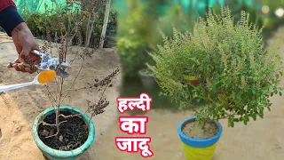 सुखी तुलसी हो जायेगी घनी और हरिभरी ।। Tulsi Plant Care Tips