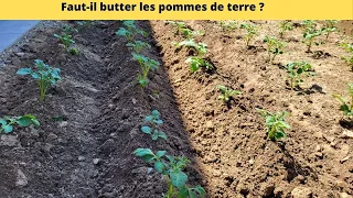 Faut il butter les pommes de terre? et combien de fois ?