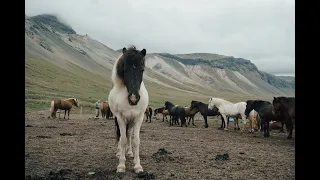 Coming Home~Icelandic Horse Music Video