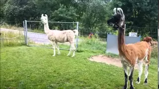Lamas nach dem Scheren