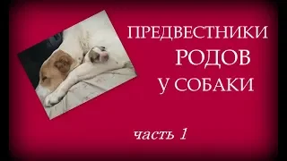 Предвестники родов у собаки. Наглядно. Часть 1.