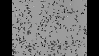 Cell images following deoxygenation with nitrogen