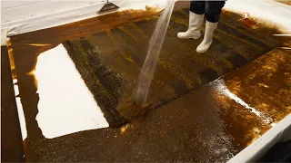 Filthiest, Dark Mud, Poured From This Flooded Rug | Carpet Cleaning Satisfying ASMR