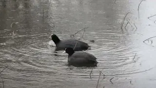 Coots