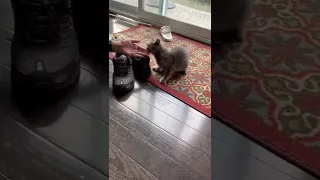 Cat Acts More Like An Otter 🦦