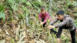 couple harvest bamboo shoots to sell at the market - Gardening | Enjoy natural life