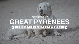 GREAT PYRENEES: PERFECT HOMESTEAD PROTECTOR