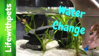 How to do a Water Change on a Betta Fish Tank