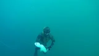 Winter Spearfishing in North Adriatic