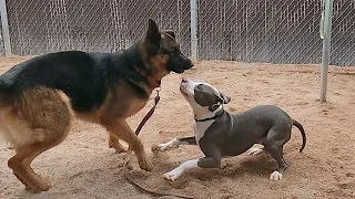 Dogs playing: Episode 46