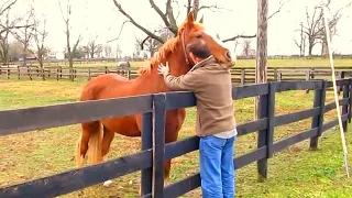 25 Most Heartwarming Animal Reunions with Owners