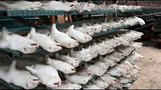 Amazing Mink Farming Techniques - Mink Fur Harvesting and Processing in the Factory