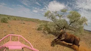 Bull catching in the Pilbara Western Australia