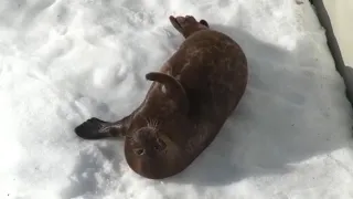 Seal Kroshyk lolls in the snow - Mar 27, 2019 - Нерпа Крошик валяется и ест снег