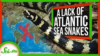 Why Are There No Sea Snakes in the Atlantic?