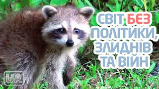 Дослідницький центр «Проєкт Венера», Вінус (США) - Жак Фреско та Проєкт Венера українською