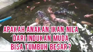 Syarat Ikan Nila Muda Bisa menghasilkan Anakan yg Besar ?