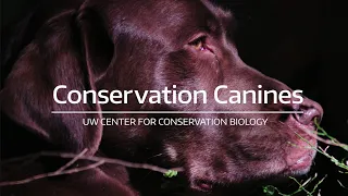 Conservation Canines