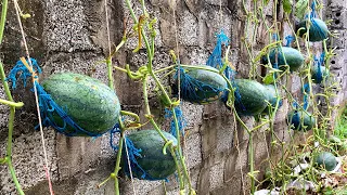 Growing watermelon at home for the first time, didn't expect it to be so easy