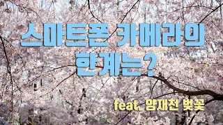 스마트폰 카메라의 한계는? / 벚꽃사진 촬영 /사진강좌