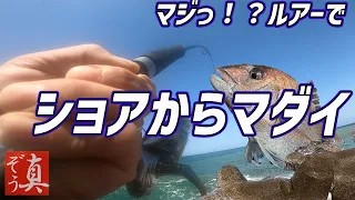 【ショアジギング】ショアから真鯛！青物狙ってジグを投げたら人生初フィッシュ！ [痛いアクシデント発生！病院直行]