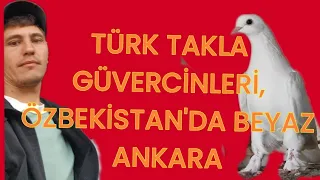 TÜRK TAKLA GÜVERCİNLERİ, ÖZBEKİSTAN'DA BEYAZ ANKARA PIGEONS!!!