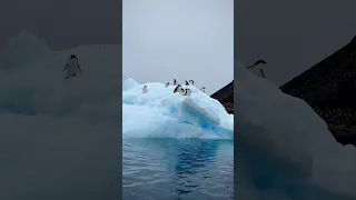 Penguins playing on icebergs in Antarctica