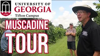 Muscadine Tour - 30+ varieties in 30 minutes - UGA Tifton GA  Pt  1 - EP 112   #muscadines #vineyard