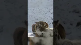 국경선에 나타난 산양을 사냥한 백두산 호랑이