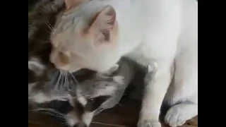 Енот Катя и кот Барсик — необычная дружба