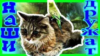 НАШИ ДРУЖАТ друзья кошка и попугай / friends cat and parrot / freunde katze und papagei | IrinaGrace