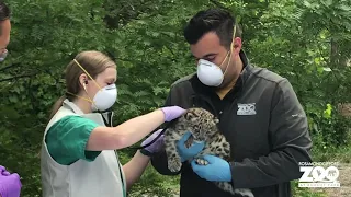 Snow Leopard Cub's First Health Check