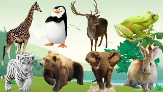 Bustling animal world sounds Tiger, Giraffe, Penguin, Moose, Frog, Elephant, Rabit, Bear