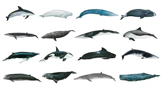 Types Of Whales | Whale Species In English | Popular Whale Species In English | Learn Whale Names