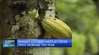 Financial Derivatives on the outlook for Ghana’s cocoa sector