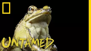 This Frog Gets What It Wants | Untamed