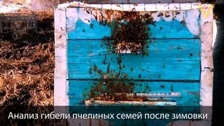 Почему гибнут пчёлы