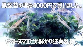 Reviving moss-covered unsold items that no one buys with Yamato numaebi! #499 [Aquarium