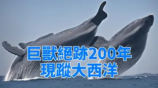 巨獸絕跡200年現蹤大西洋