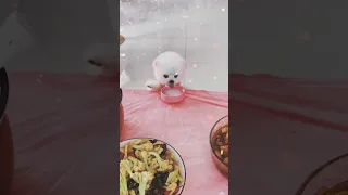 Aww cute 🤪🐇🤩Cutest Pomeranian🙈🐕💖 Puppy😆🐕🥰Pomeranian🤣Dog  ||#dog#pomeraian#cute#tiktok#shorts#short