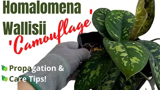 Homalomena Wallisii Camouflage Propagation & Care Tips   HD 1080p