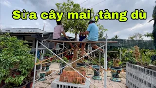 Sửa cây mai tàng dù,và chia sẻ ace một số vấn đề về chăm sóc mai