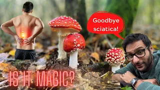 Did you know the Fly Agaric Mushroom can do THIS? It’s Secret You Didn’t Know