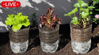 🔴BIO - Garden in Bottles. Self- Watering. Potato Fertilizer