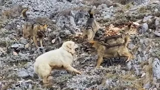 Wolves Attacks Livestock Guardian Dog | Wolf vs Dog