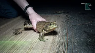 Invasion in unseren Seen - Der Ochsenfrosch