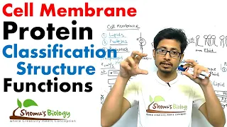 Plasma membrane proteins structure and function