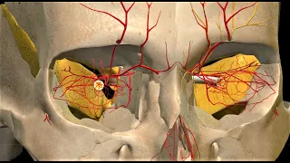 ORBITAL APEX SYNDROME | HOW TO IDENTIFY IN A PATIENT | SIMPLE POINTS