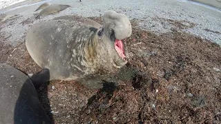 SOUTHERN ELEPHANT SEALS: The world's largest seal | Oceana