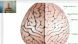 Anatomy of CNS Module in Arabic 2024 ( Cerebrum, surfaces and borders), by Dr. Wahdan.